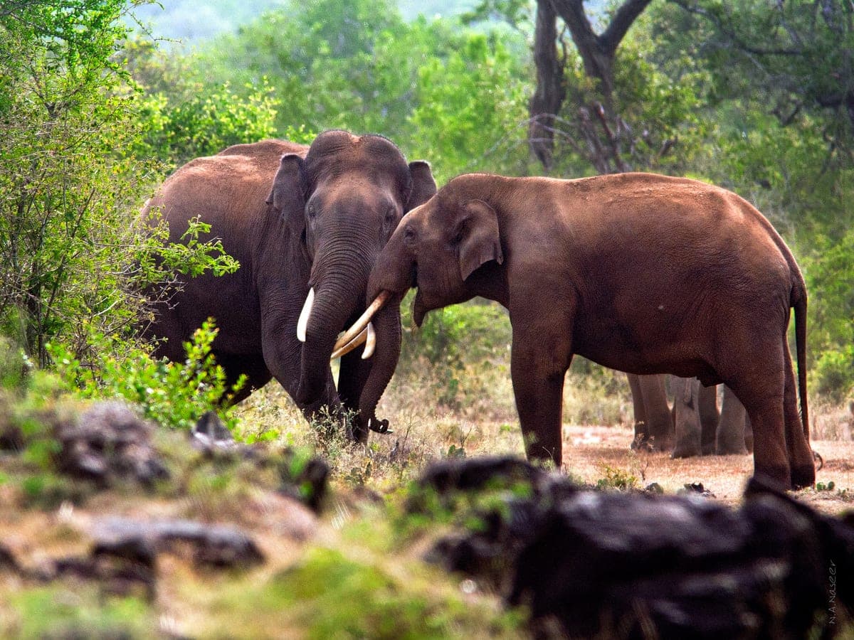Wild Elephants, Kerala — A herd in the forest reserves of the Western Ghats.