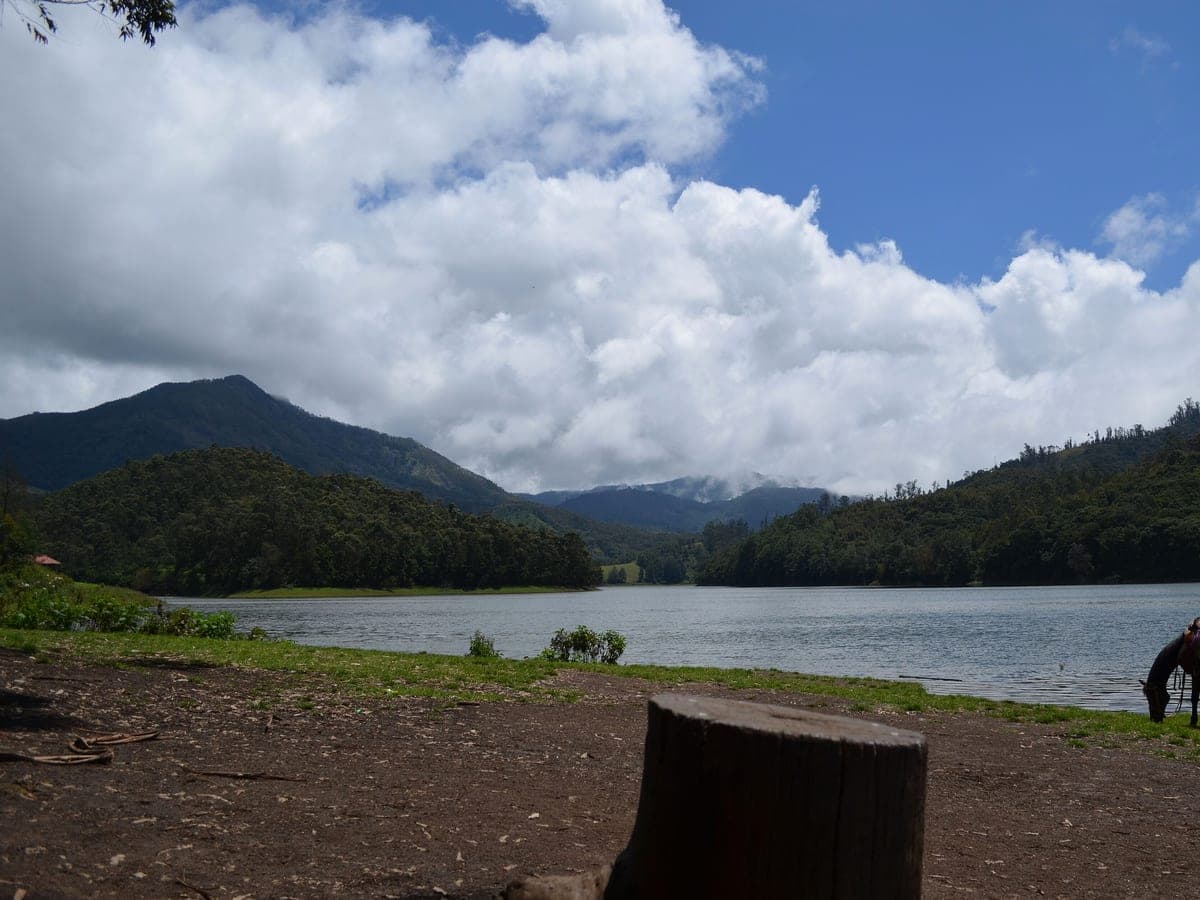 Kundala Lake, Kerala — Day 1 — cherry blossom in season.